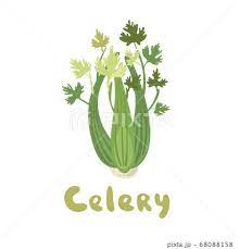 Celery Vegetable Ilration For Farm