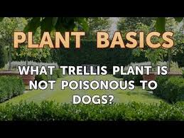 Trellis Plant Is Not Poisonous To Dogs