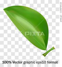Green Leaves On Isolated Background
