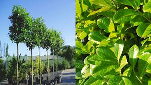 Top 10 Screening Trees King And Co