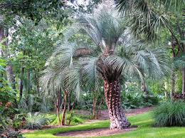 Florida Pindo Palms Provide Instant