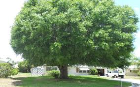 Laurel Oak Tree For Naples