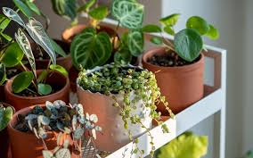 Watch Out For Houseplant Pests