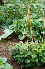 Small Vegetable Garden Ideas Tips