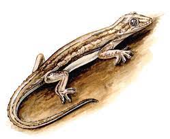 Adw Hemidactylus Frenatus Information