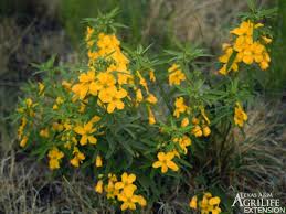 Toxic Plants In Grasslands Livestock