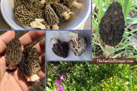 How To Find Morel Mushrooms In Idaho