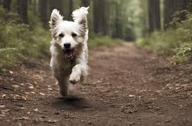 Why Do Dogs Run Away 6 Reasons How