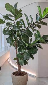 18 Best Large Indoor Plants For Your