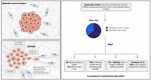 Stiffness In Cancer Invasion