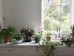Best Houseplants 9 Indoor Plants For