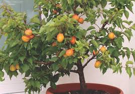 Best Fruit Trees For Small Gardens
