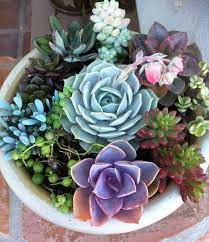 Succulent Plant Diy Dish Garden Plants