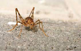 Spider Crickets Miche Pest Control