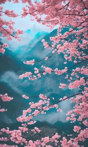 Cherry Blossoms Wallpapers