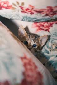 Your Cat Hiding Find Out Why Cats Hide