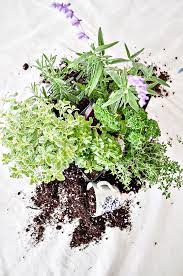 Herb Container Gardening The Ultimate