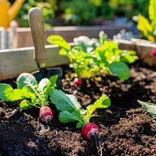 What To Plant In July In Your Vegetable