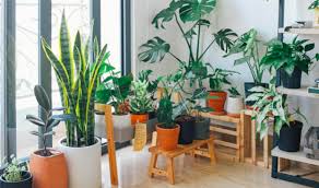 Common Houseplant Pests And Ailments