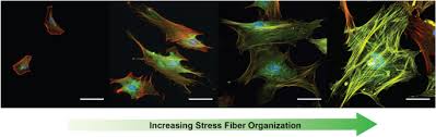 Alpha Smooth Muscle Actin Stress Fiber