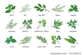 Herbal Leaves Icons Aromatic Plants
