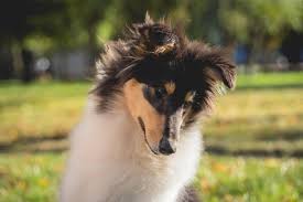 Cute Rough Collie Dog