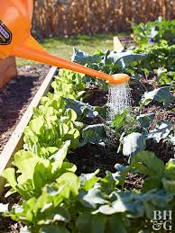 Organic Gardening In Raised Garden Beds