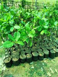 Almond South Africa Cashew Nuts Plant