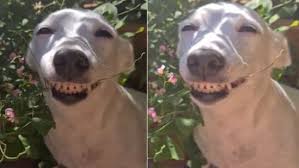 Of Smiling Dog Divides Reddit
