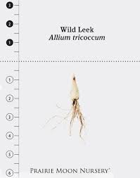 Allium Tricoccum Wild Leek Prairie