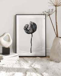 Dried Poppy Flower Poster Black And