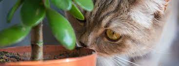 Houseplants Poisonous To Cats Sleepy