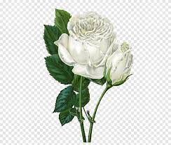 White Roses Flower Arranging