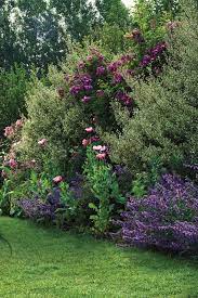 Plants For Property Lines Finegardening