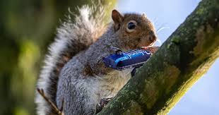 Greedy Squirrels Blighted Estate With