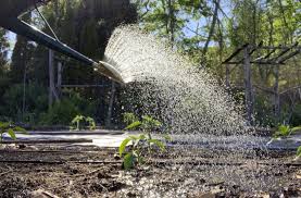 Rain Gauge Helps Get Watering Right