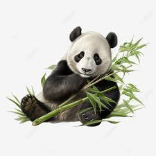 Cute Baby Panda Eating Bamboo