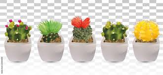 Big Collection 3d Realistic Cactuses In