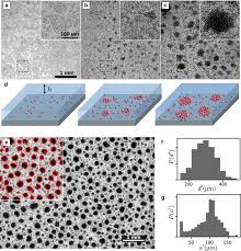 Microphase Separation Of Living Cells