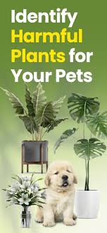 Pet Protect Plan Toxic Plant On The