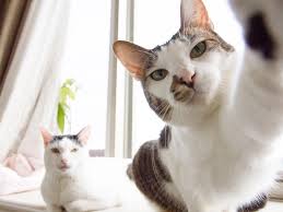 Cats Can Be Right Or Left Pawed