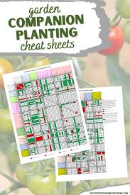 Companion Planting Chart And Guide For