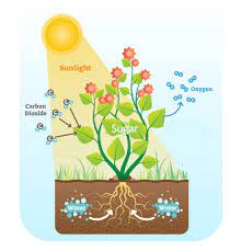 Photosynthesis Definition Importance
