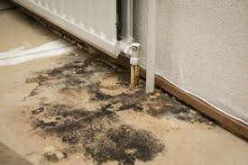 Professional Mold Remediation