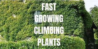 Fast Growing Climbing Plants 10