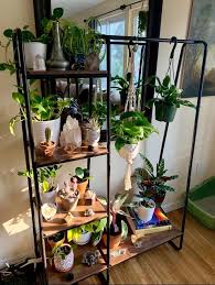 Plant Decor Indoor Plants
