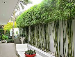 10 Bamboo Landscaping Ideas Garden