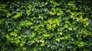 Climbing Plants And Green Leafy Texture