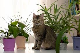 Gray Domestic Cat Sits Near Potted