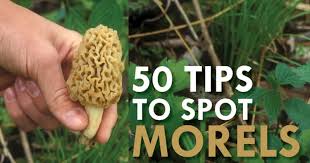 Spot Morels And Increase Your Harvest